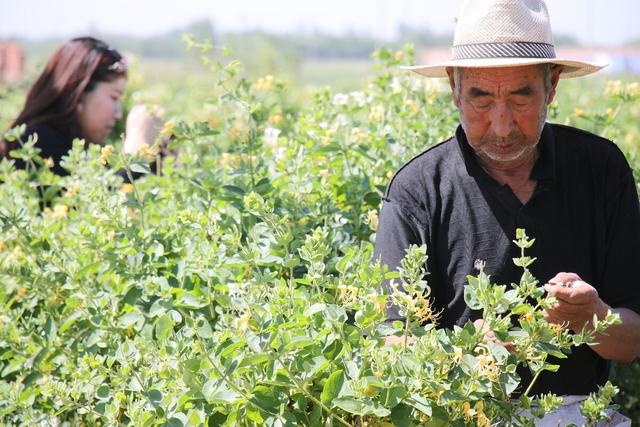 金银花种植亩收益多少钱？一年的收益就让你眼红