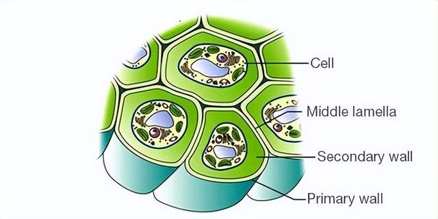 次生细胞壁图案——连接点、凹坑和螺旋，植物生长的必要过程
