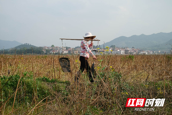 湖南蓝山：莲子基地施肥忙