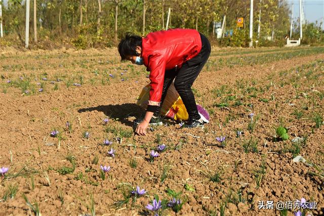 农民种植中药材藏红花，每亩只能收获2斤，巅峰时造就一批土豪