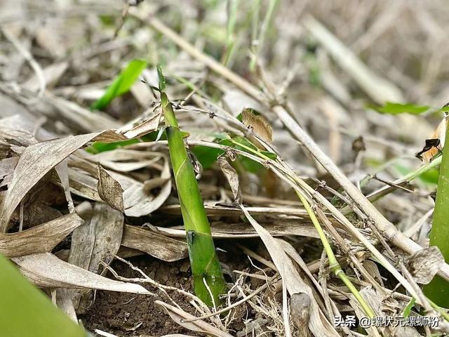 螺状元竹笋种植基地｜小小麻竹，搭起一座“致富桥”