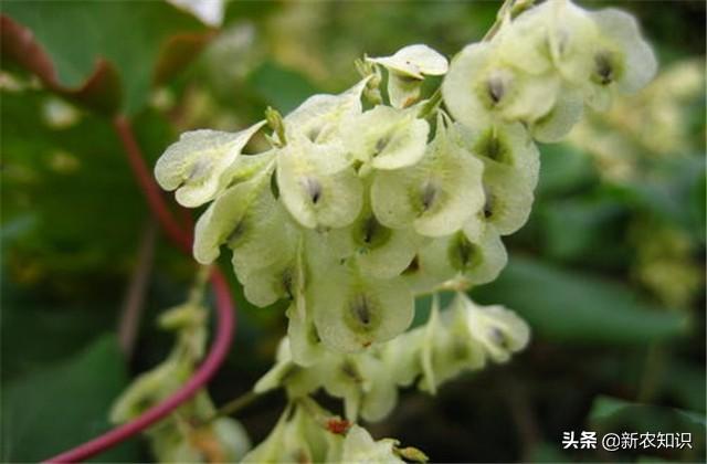 中草药、药用植物种植：何首乌人工栽培技术