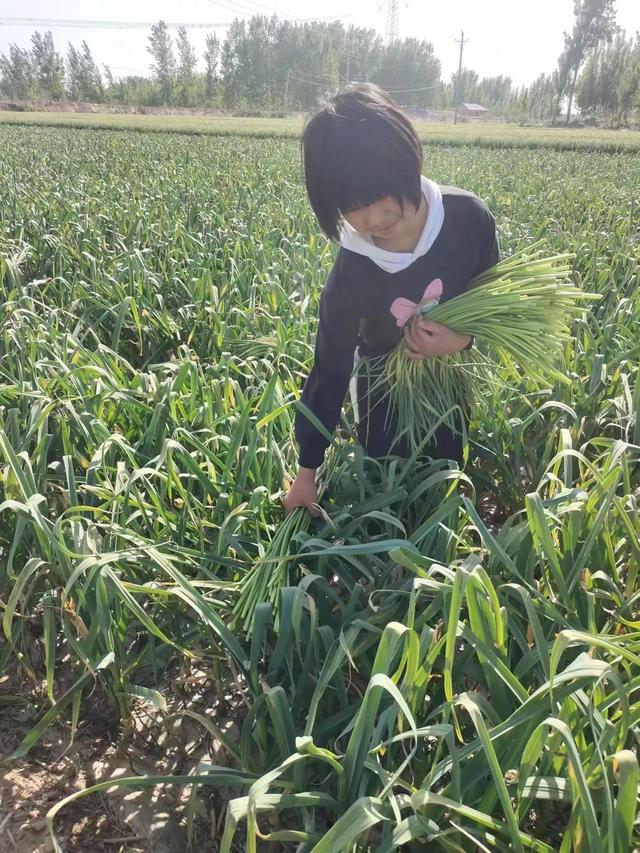 中牟县官渡镇官渡桥小学：劳动光荣 奉献最美