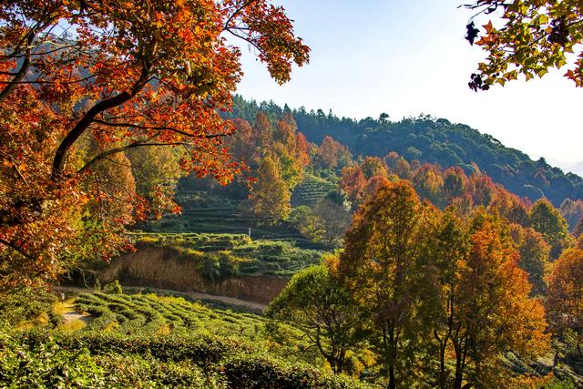 岭南叶正红，广东有座“红枫茶山”