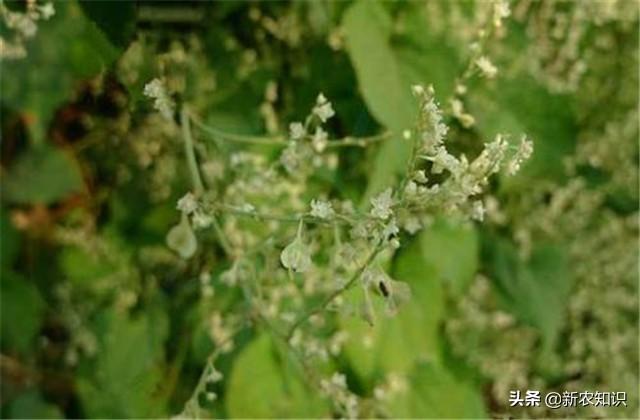 中草药、药用植物种植：何首乌人工栽培技术