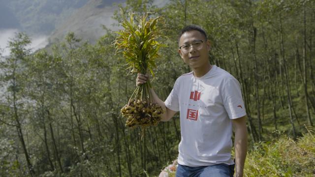 农业与互联网｜云南小黄姜产业要利用好平台这个加速器