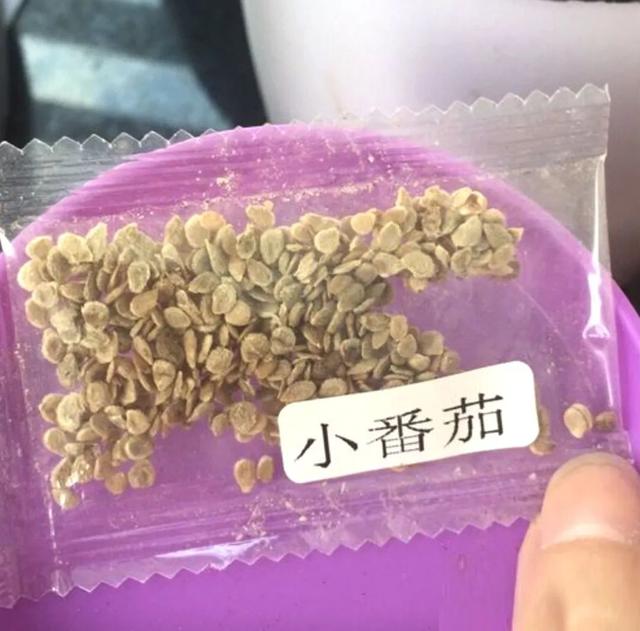 7步骤栽种小番茄，摘芯、摘腋芽、搭支架，轻松不在话下