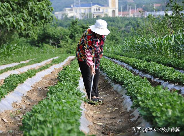 花生覆膜种植能高产，但在覆膜管理上要重点抓好这4点