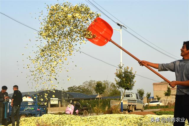 农民种植菊花，经济效益喜人，地头就能销售，摘花工具有智慧