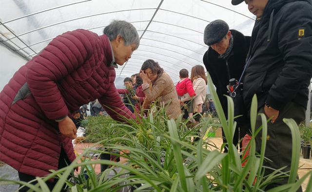 越王勾践种兰地柯桥漓渚“以兰会友”千兰“争芳”