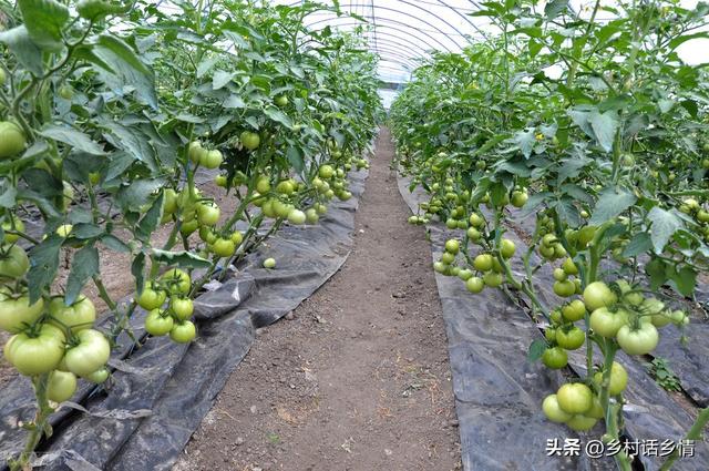 2023年蔬菜种植时间表来了，什么季节种什么菜，一文就看懂