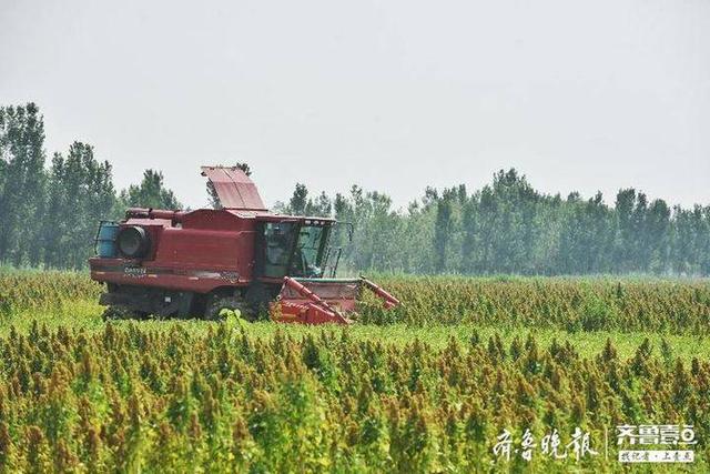 “超级谷物”藜麦在齐河大面积种植成功