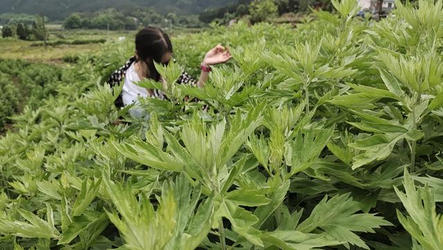 高成活的艾草种植技术，掌握这几个要点，成活率翻倍