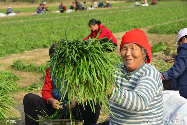 如何才能种植出高产、优质的韭菜！