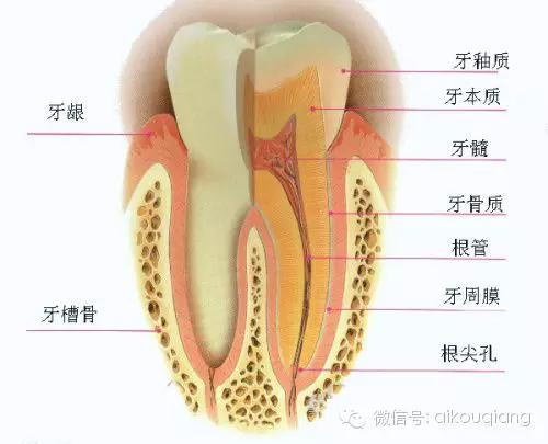 口腔解剖图谱