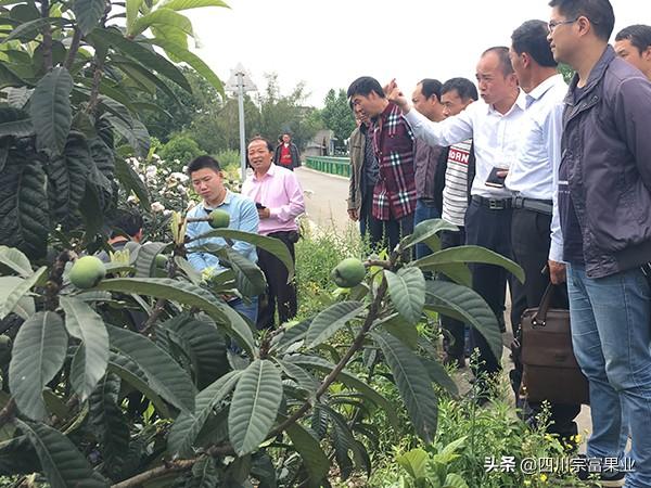 适宜种植枇杷的地方需要具备什么条件？