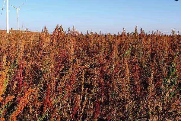 生态三农：藜麦种植时间，一般在春末时节种植 附藜麦种植技术