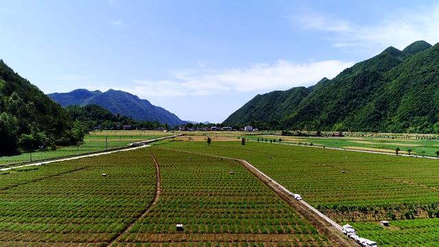 陕西镇巴县：白芨花开致富路