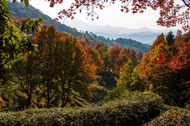 岭南叶正红，广东有座“红枫茶山”