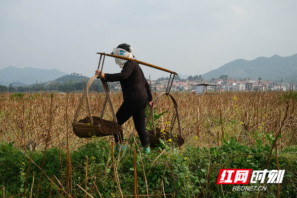 湖南蓝山：莲子基地施肥忙