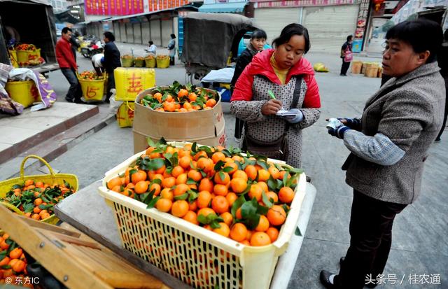 广西种植砂糖橘250万亩，占柑橘总量三分之一，疯狂扩种图的啥？