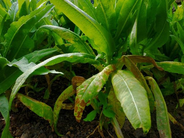 高温高湿，油麦菜感染细菌性叶斑病，及时防治来得及