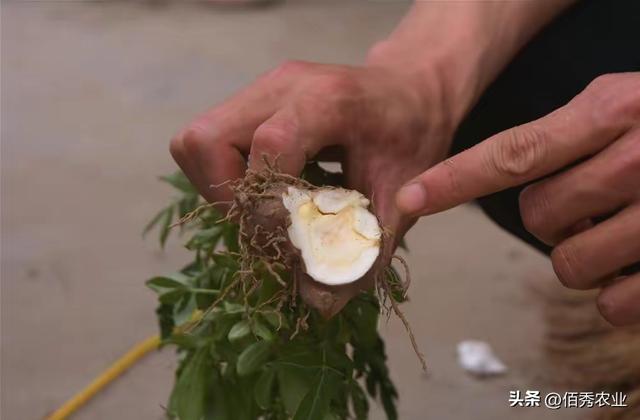 中药材价格暴涨，致使白术种植成本飙升，普通农民种不起