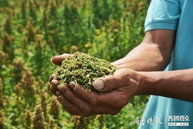 “超级谷物”藜麦在齐河大面积种植成功