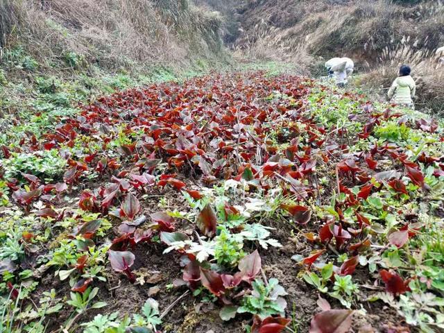 在农村种植农作物，亩赚10000元的4种项目，是否适合你？了解一下