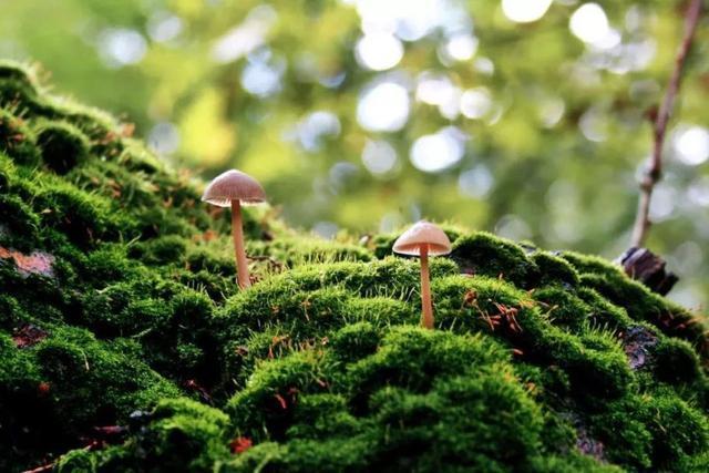 盆景中的苔藓，养护注意这5点，绿油油的，太有诗情画意了