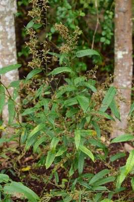 葫芦茶种植(葫芦茶，见过吗？能清热解毒，利湿退黄，消积杀虫)