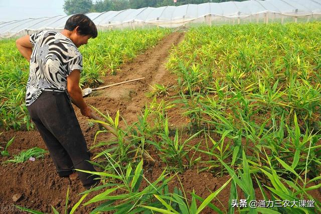 大姜高产种植管理技术，牢记这五项田间管理，大姜个头大品质好