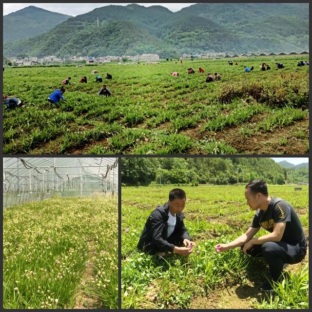 陕西镇巴县：白芨花开致富路