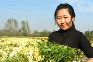 菊花种植经济效益(农民种植菊花，经济效益喜人，地头就能销售，摘花工具有智慧)