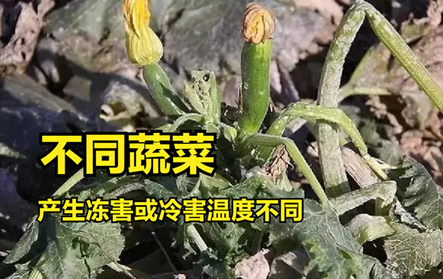 反季节种植，不同蔬菜最佳生长“温度”多少？精准数据分享