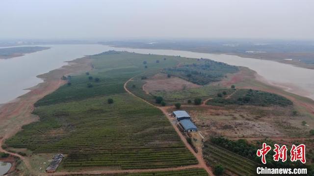 （新时代新征程新伟业）探访“药都”樟树道地药材种植基地：规模化、标准化、数字化