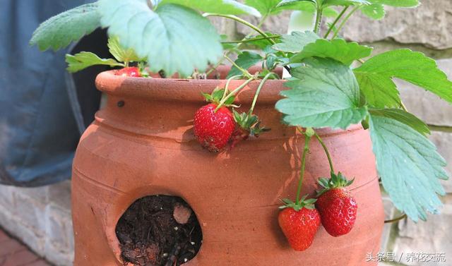 用这六个技巧在阳台窗台上种盆栽草莓，四季都可以栽种