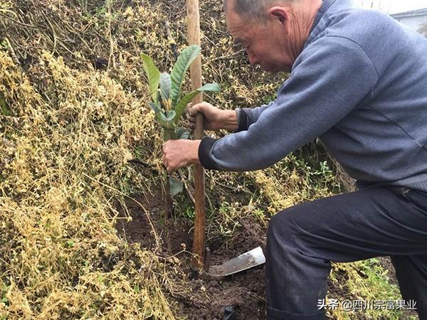 适宜种植枇杷的地方需要具备什么条件？