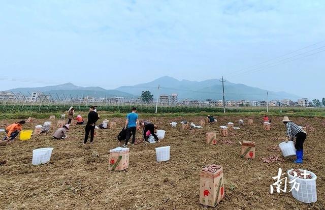 电白区霞洞镇：流转地番薯喜丰收，土特产拓宽振兴路