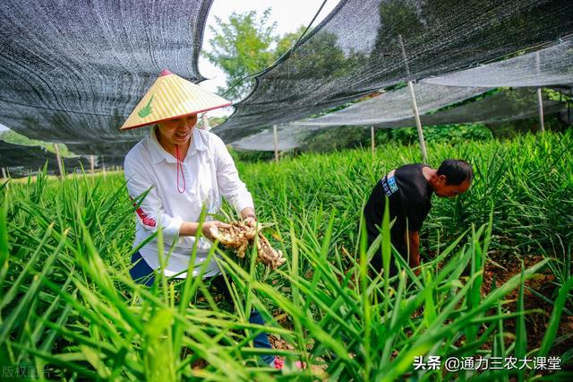 大姜高产种植管理技术，牢记这五项田间管理，大姜个头大品质好