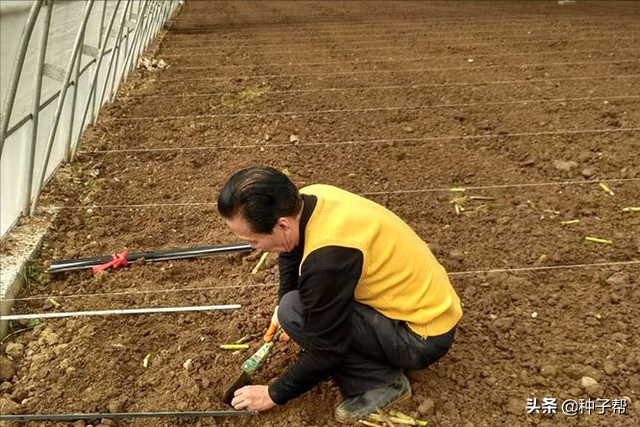 “南方人的牧草，北方人不懂”，亩产30吨的增润草，每年割7～9次