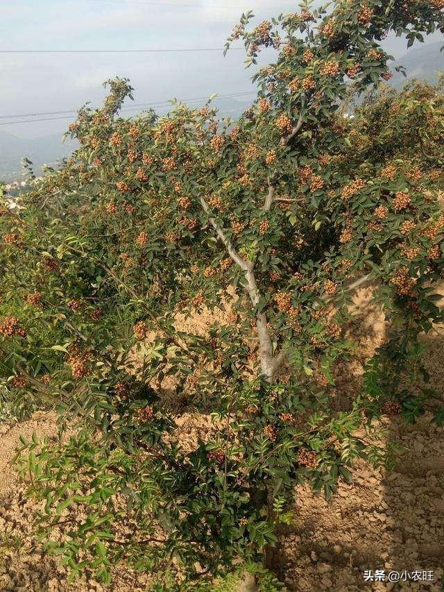 花椒第一年结果，管理是关键，抓住几点，后期管理就会简单化！