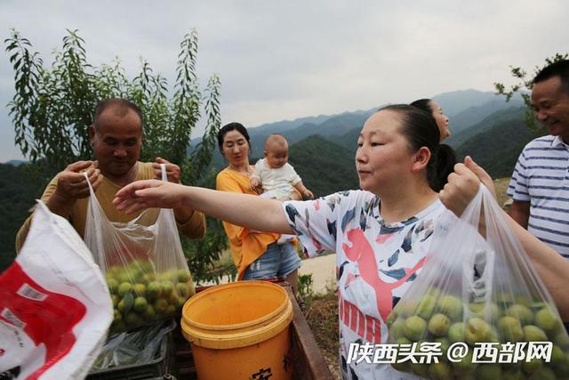 石泉试种贵州蜂糖李获成功 一家人辛苦3年尝到最好吃的李子