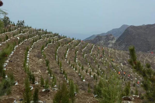 河北涉县“夕阳红造林队”：绣花功夫染绿座座荒山