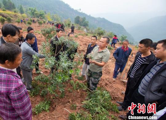 浙江仙居万株杨梅苗“远嫁”四川旺苍 为当地栽下脱贫梦