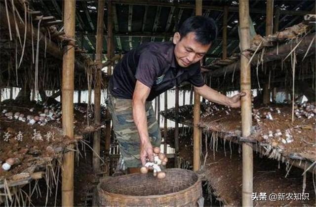 致富有道｜姬松茸高产栽培技术及病虫害防治措施，种植扶贫新道路