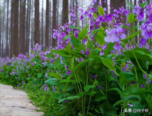 二月兰耐寒、耐贫瘠，观花又能观叶，种植方法和注意事项要注意