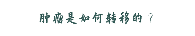 体内癌细胞，是怎么转移的？有4条路可走