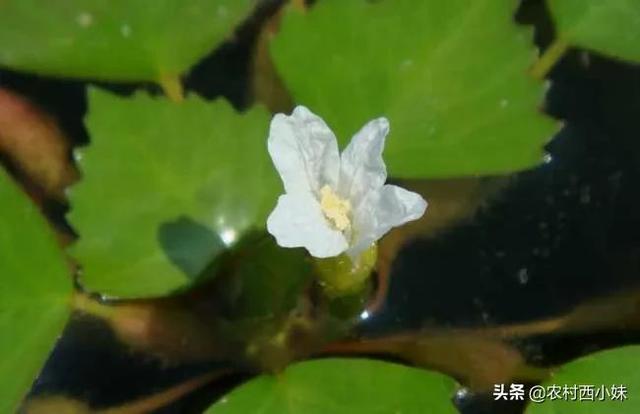 菱角种子价格及种植方法