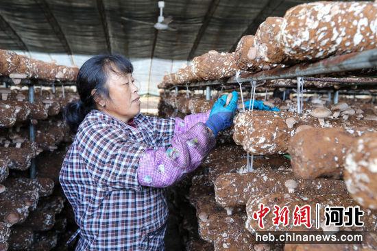 河北邢台信都区：小香菇撑起富民大产业